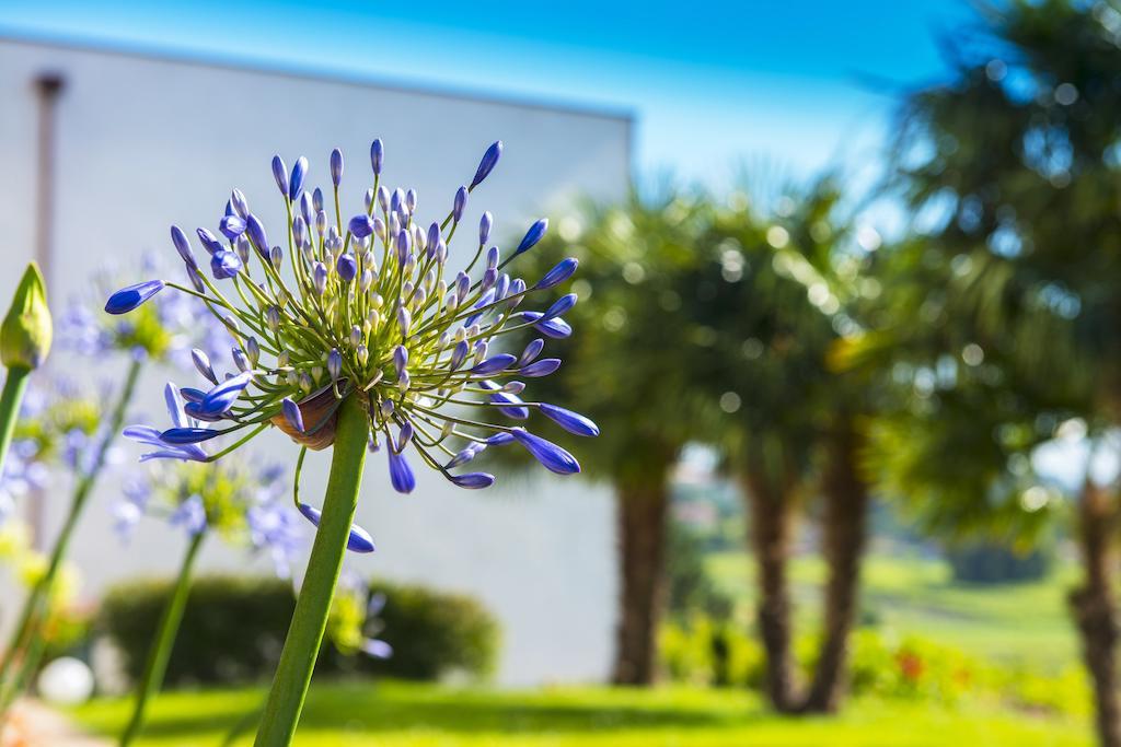 Quinta De San Amaro Rias Baixas Hotel Meaño Eksteriør billede